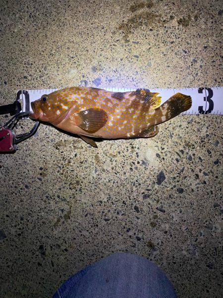 遠征ライトゲーム