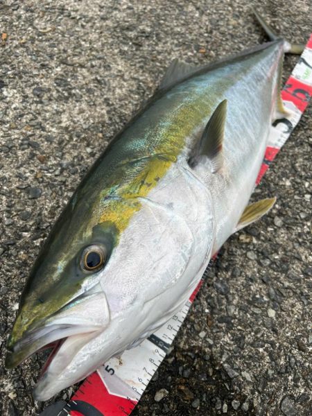 久しぶりのブリ！