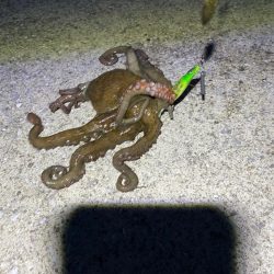 たこキロアップ