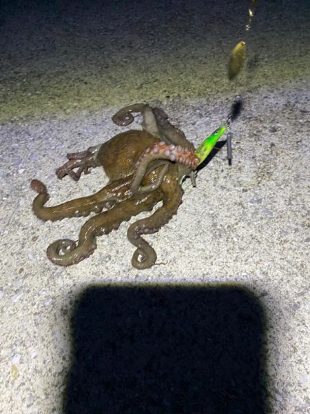 たこキロアップ