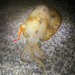 春イカはウキ釣りでしょ