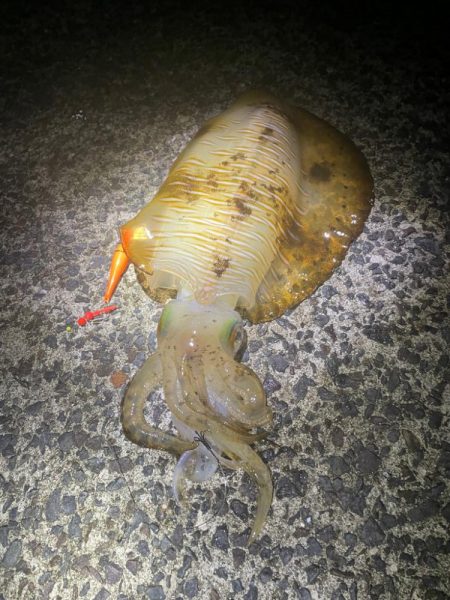 春イカはウキ釣りでしょ