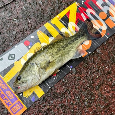 バックウォーター