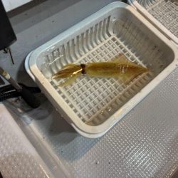 シロイカ釣り初チャレンジ！爆風の中墨付け完了