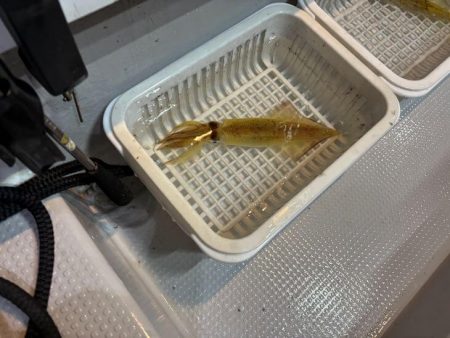 シロイカ釣り初チャレンジ！爆風の中墨付け完了