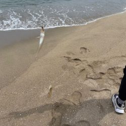 砂丘海岸でキス釣り｜群れが小さく続きません！