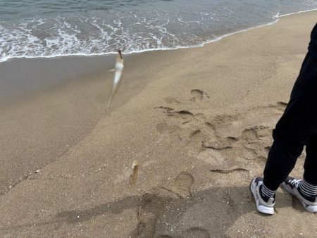 砂丘海岸でキス釣り｜群れが小さく続きません！