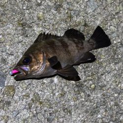 梅雨メバルシーズン前の激渋メバリング