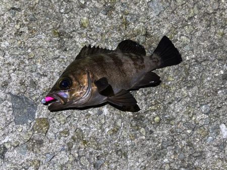 梅雨メバルシーズン前の激渋メバリング
