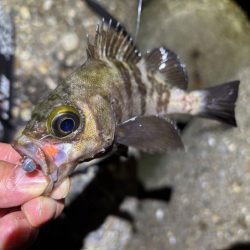 梅雨メバルで２０UPが連発！