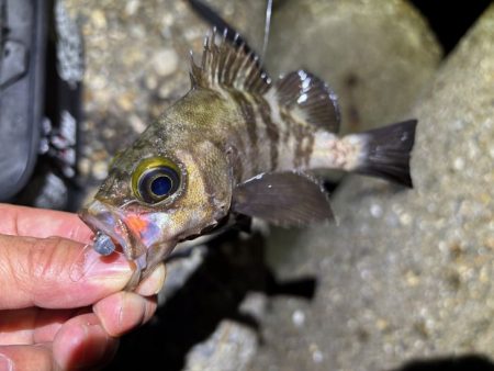 梅雨メバルで２０UPが連発！