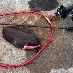 姫路春エギング｜夕マヅメにキロアップゲット！