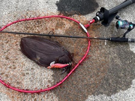 姫路春エギング｜夕マヅメにキロアップゲット！