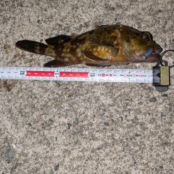 梅雨直前メバリング