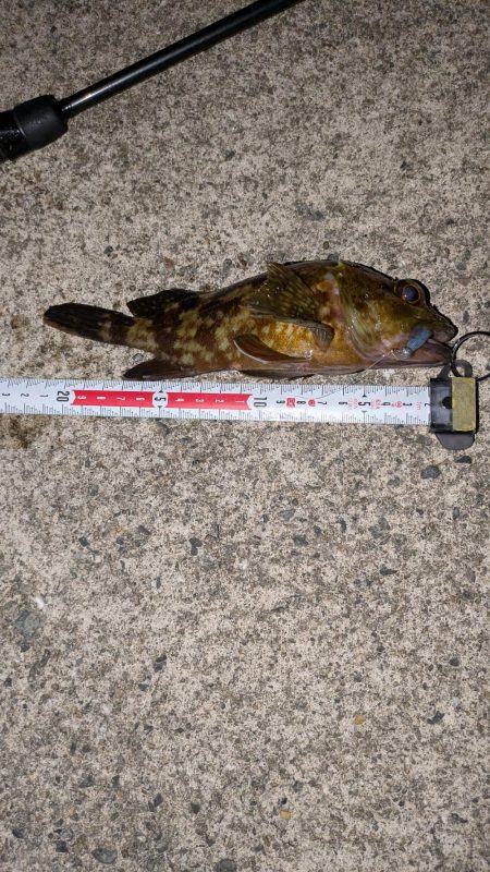 梅雨直前メバリング