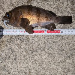 梅雨入りメバリング