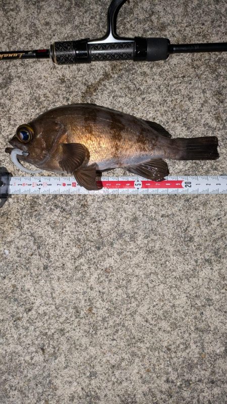 梅雨入りメバリング