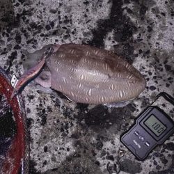 アオリは不在。