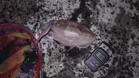 アオリは不在。