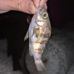 エギングとライトゲーム