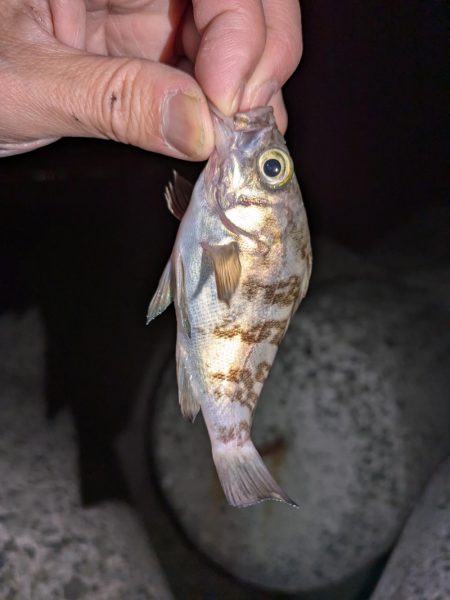 エギングとライトゲーム