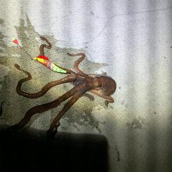 【初投稿】〜タコ始めました〜