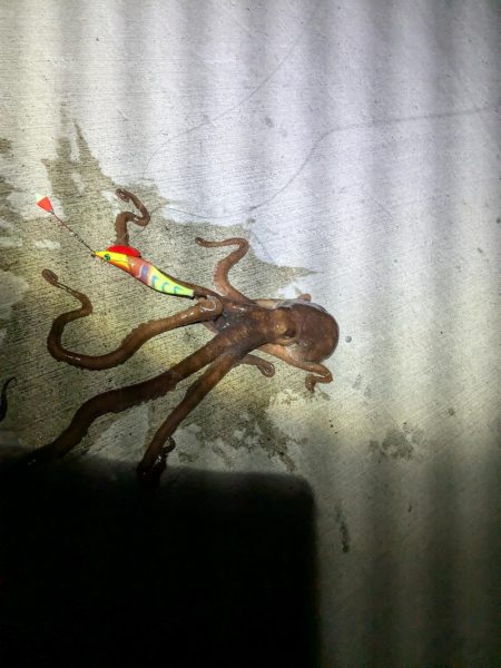 【初投稿】〜タコ始めました〜