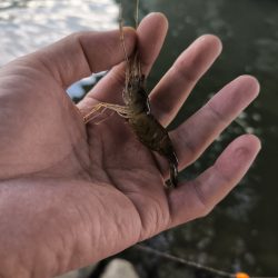 手長エビ初チャレンジ