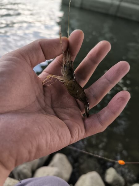 手長エビ初チャレンジ