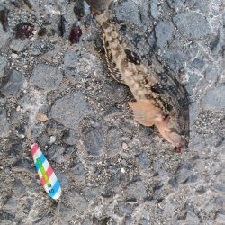 納涼アナゴ釣り