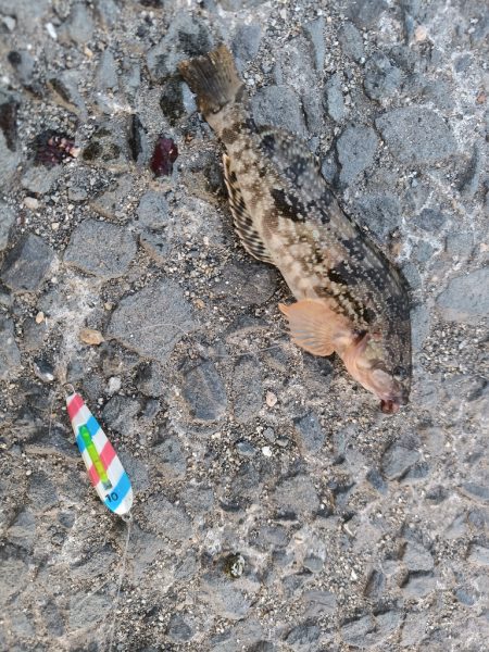 納涼アナゴ釣り