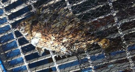 金魚かと思った笑