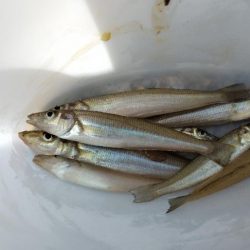 今年はダメ・・・なのか？