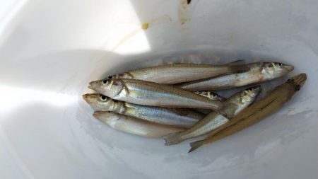 今年はダメ・・・なのか？