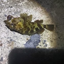 アコウ釣れない