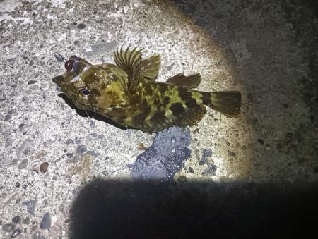 アコウ釣れない