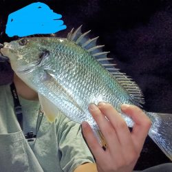 夜チヌ、シーバス