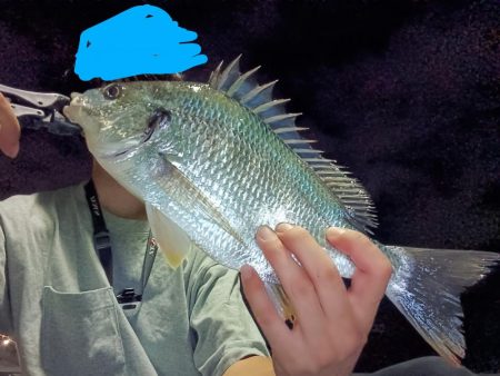 夜チヌ、シーバス