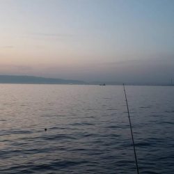 根魚探し@泉大津