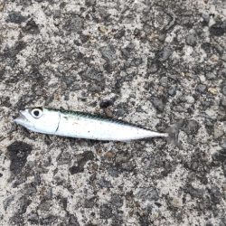 アジを探しに@広川周辺