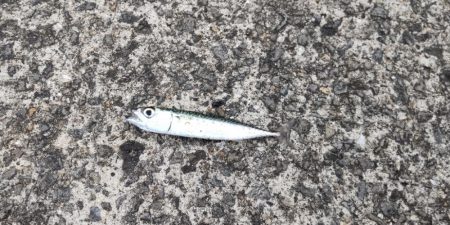 アジを探しに@広川周辺