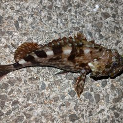 久しぶりのアコウ