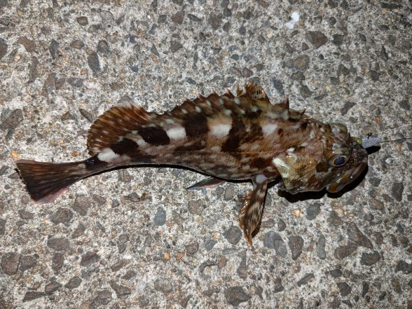 久しぶりのアコウ