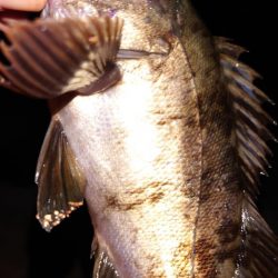 電気ウキ釣り 5