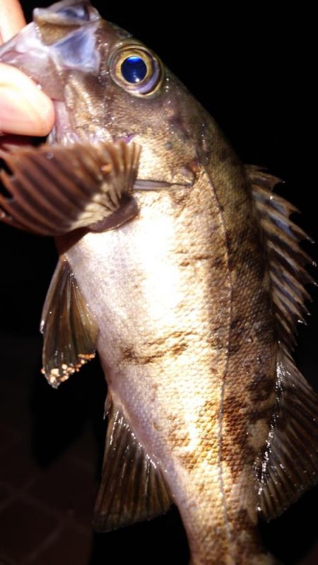 電気ウキ釣り 5