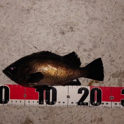 電気ウキ釣り 6