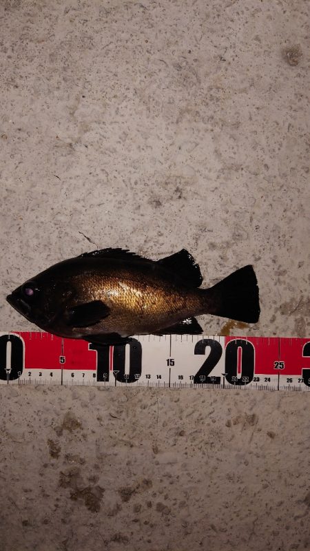 電気ウキ釣り 6