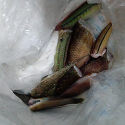 ちょい投げ淡路西側