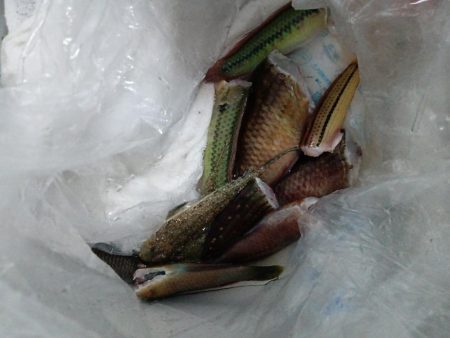 ちょい投げ淡路西側