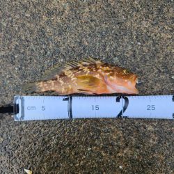 雨降りの中ロックフィッシュ